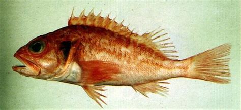 紅虎魚|Helicolenus hilgendorfii (Döderlein, 1884) 